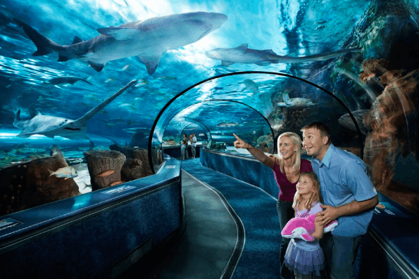 Things To Do Ripley's Aquarium 